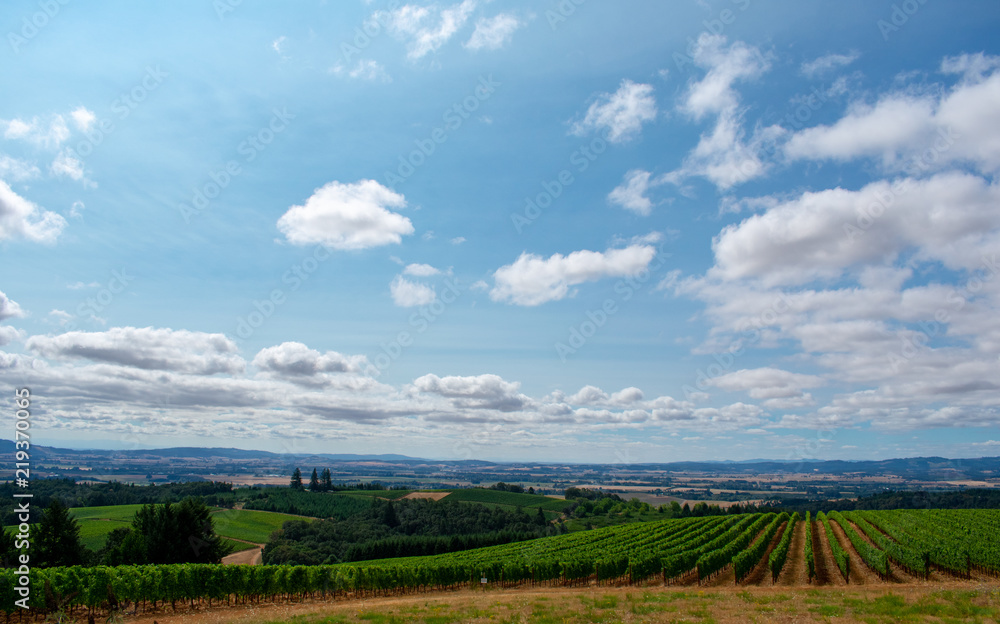 A wide view of Oregon vineyards under a soft blue sky filled with white clouds, hills of vineyards and farming fields in the background.