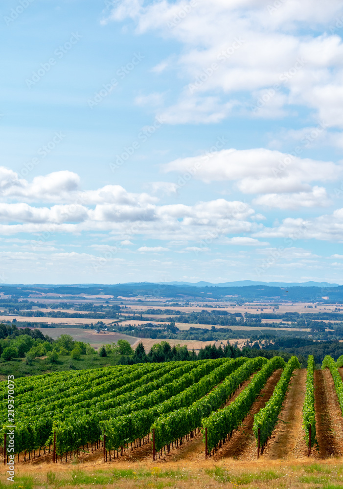 Looking over lush green rows in summer on a hill in an Oregon vineyard with a view of the valley behind, blue sky and clouds above.
