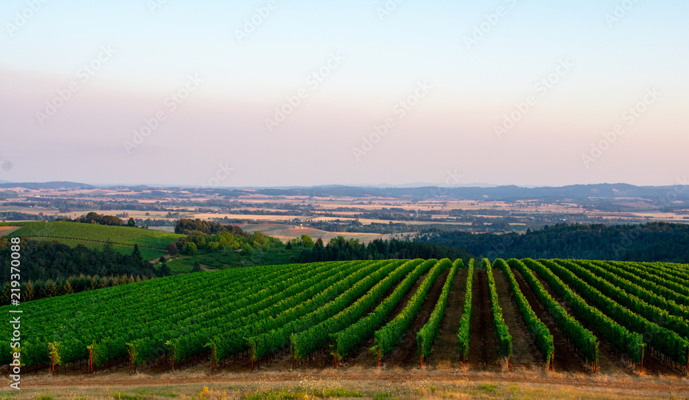 Vineyard rows, seen from above, curve over the slope of a hill, with a valley view behind and a soft sunset glow in the sky.