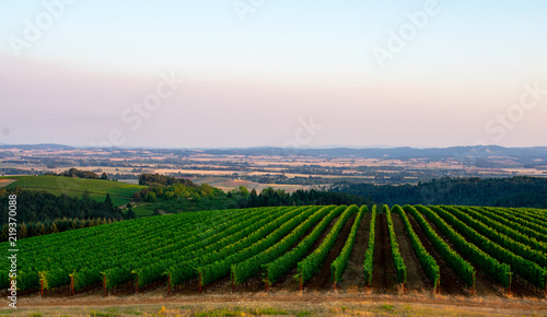 Vineyard rows  seen from above  curve over the slope of a hill  with a valley view behind and a soft sunset glow in the sky.