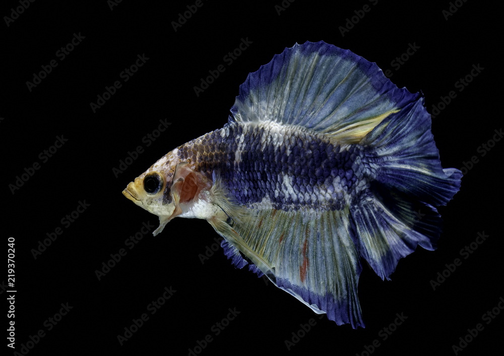 Siamese fighting fish fight blue fish, Betta splendens, Betta fish, Halfmoon Betta. Siamese fighting fish fight blue fish, Betta splendens, Betta fish, Halfmoon Betta.