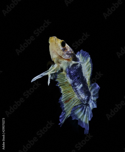 Fototapeta Naklejka Na Ścianę i Meble -  Siamese fighting fish fight blue fish, Betta splendens, Betta fish, Halfmoon Betta.
