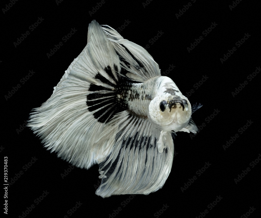 Betta fish best sale black and white