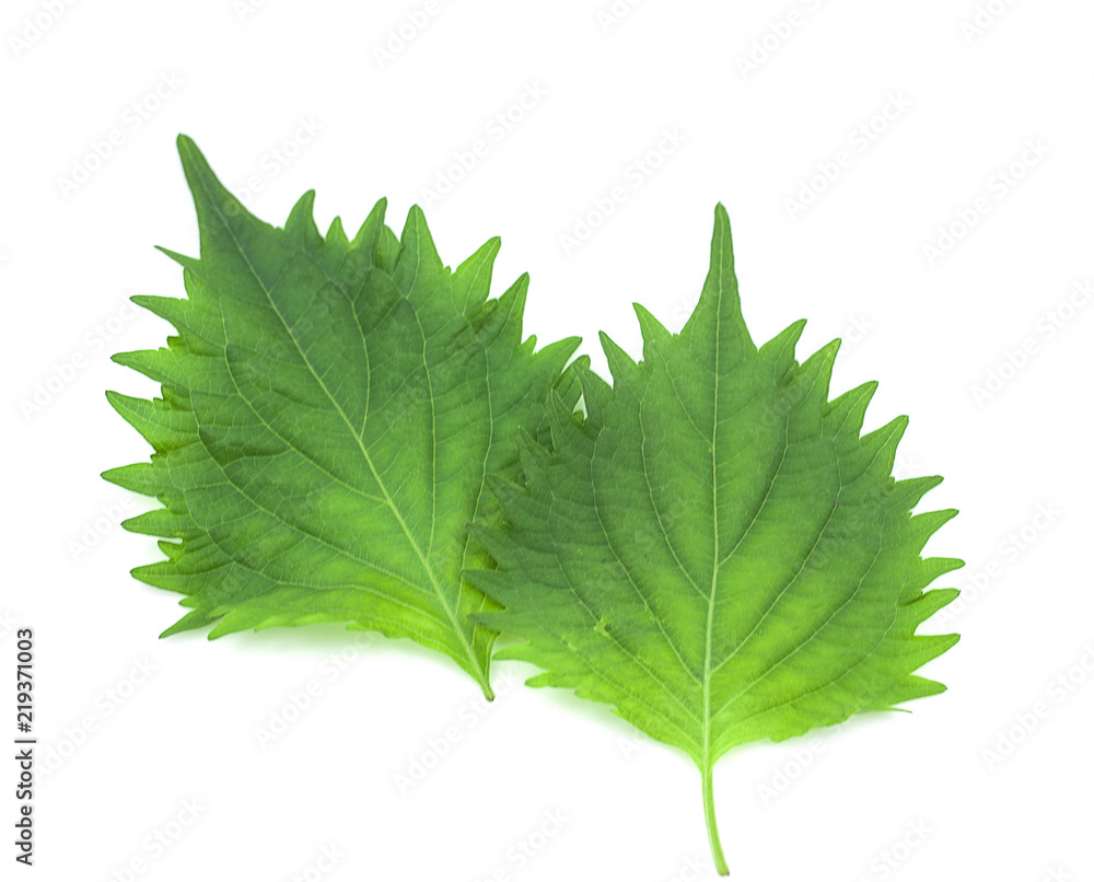 fresh green shiso leaf on white background fresh green shiso leaf on white background