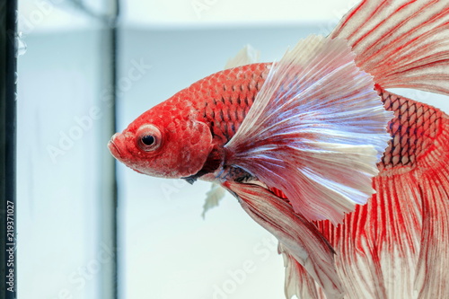 Fighting fish , beautiful fish , Beautiful colour.Siamese fighting fish.