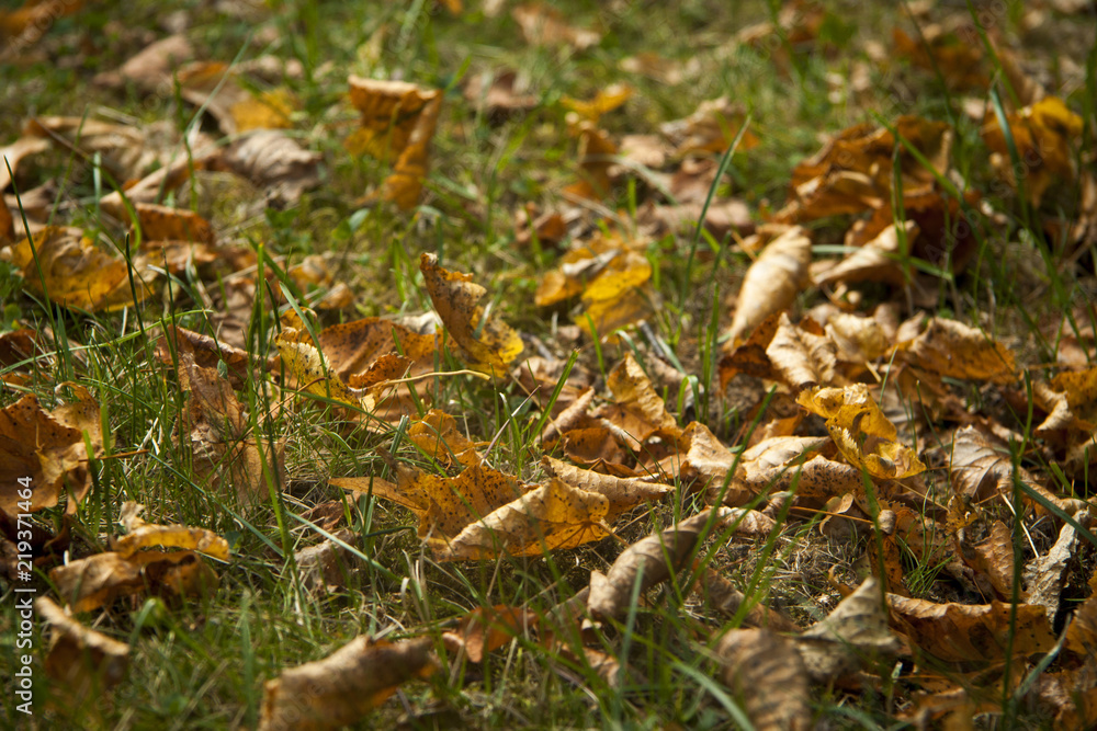 yellow foliage in green grass autumn background yellow foliage in green grass autumn background