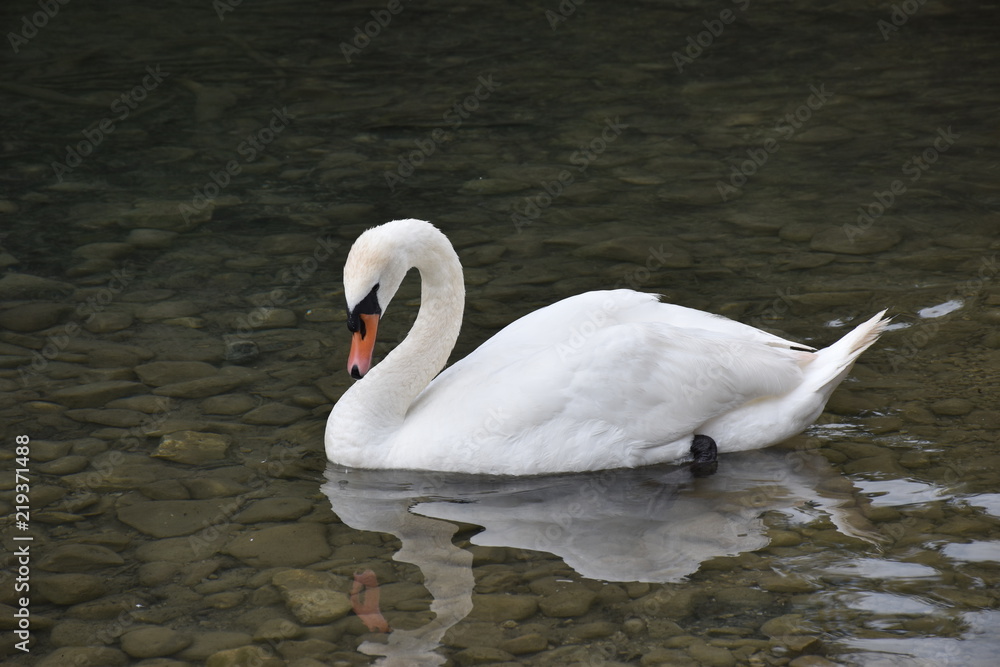 Fototapeta premium Swan