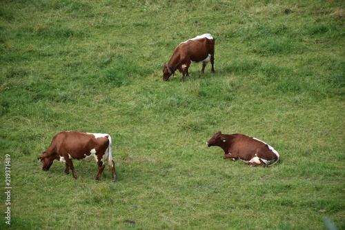 Cows