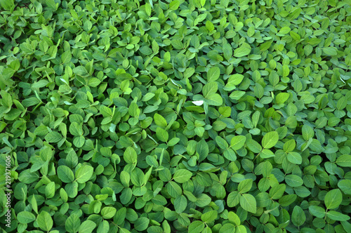 Green soy plants