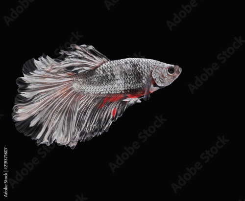 Fototapeta Naklejka Na Ścianę i Meble -  Fighting fish, beautiful fish, beautiful color fighting fish Siam, black background