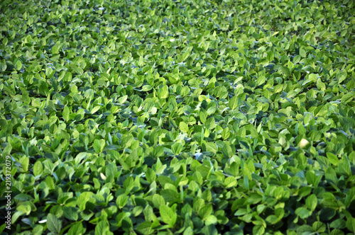 Green soy plants