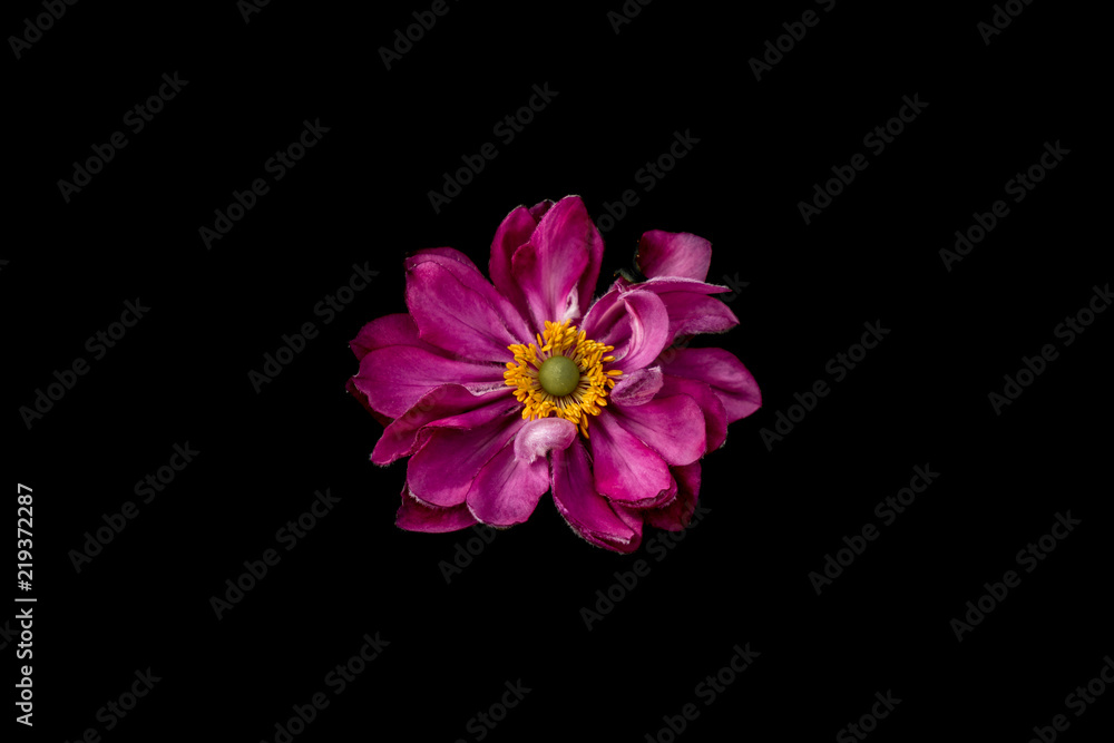 a single romantic vivid pink flower isolated on black background a single romantic vivid pink flower isolated on black background