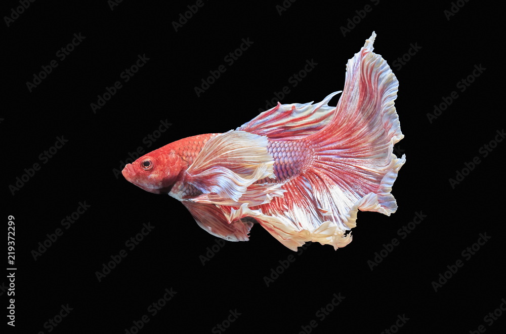 Fish fighting, beautiful fish, colorful fish fighting Siam, colorful tail, prominent action, good posture. Fish fighting, beautiful fish, colorful fish fighting Siam, colorful tail, prominent action, good posture.