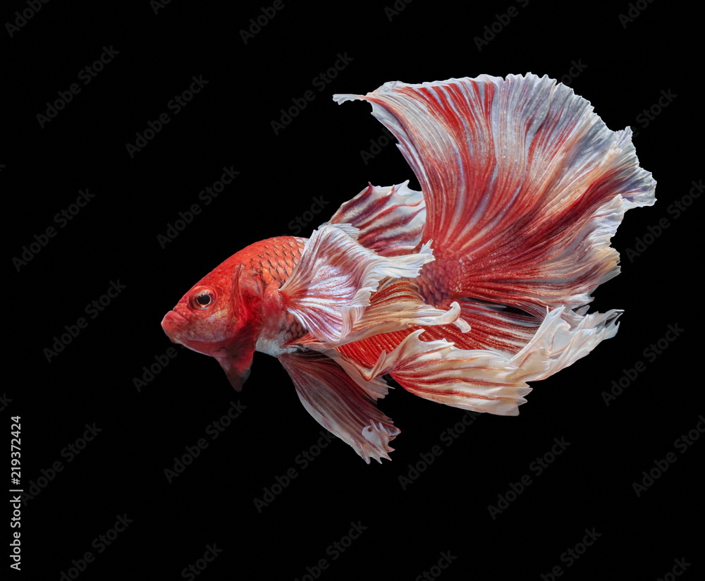 Fish fighting, beautiful fish, colorful fish fighting Siam, colorful tail, prominent action, good posture. Fish fighting, beautiful fish, colorful fish fighting Siam, colorful tail, prominent action, good posture.