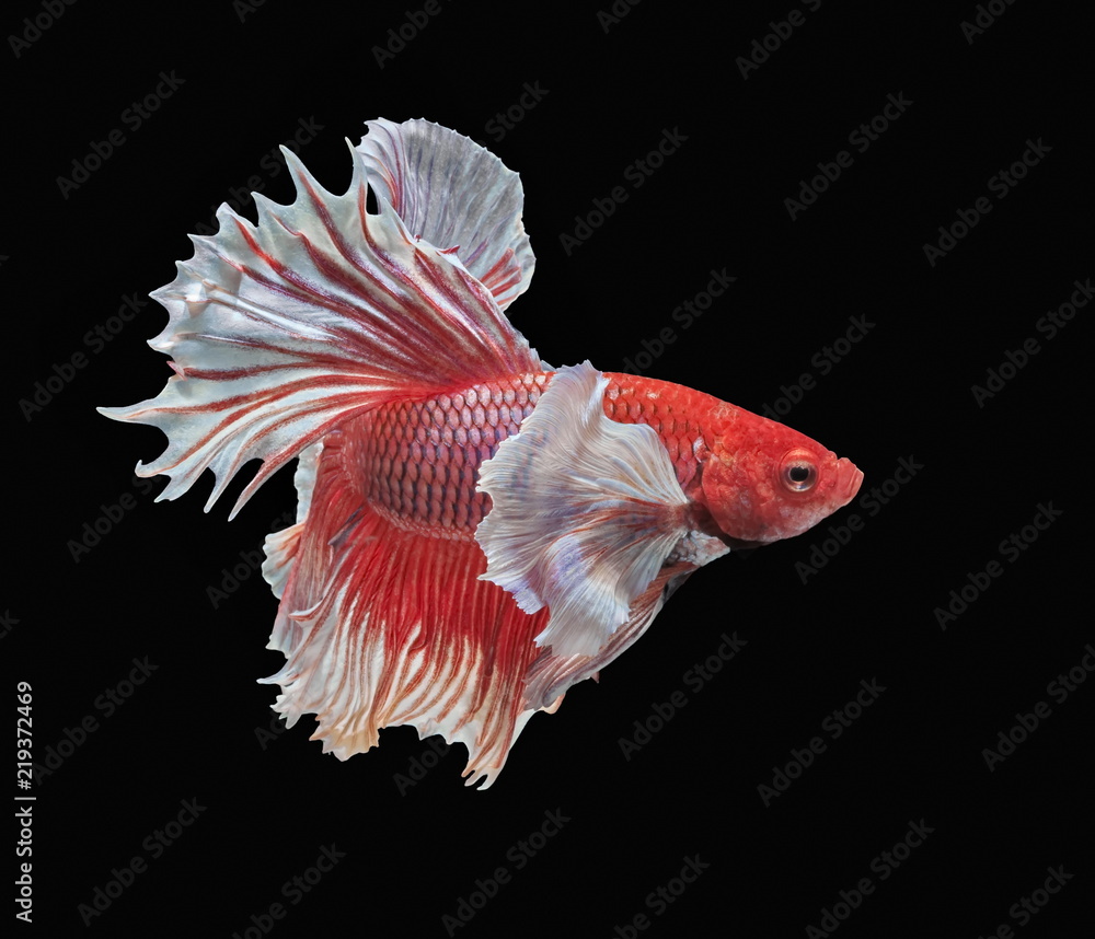 Fish fighting, beautiful fish, colorful fish fighting Siam, colorful tail, prominent action, good posture. Fish fighting, beautiful fish, colorful fish fighting Siam, colorful tail, prominent action, good posture.