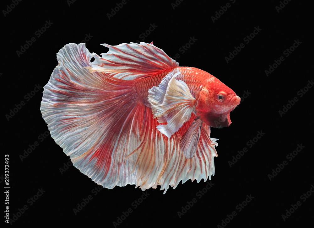 Fish fighting, beautiful fish, colorful fish fighting Siam, colorful tail,  prominent action, good posture. Stock Photo
