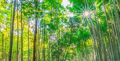 bamboo grove with morning sun blackground image.