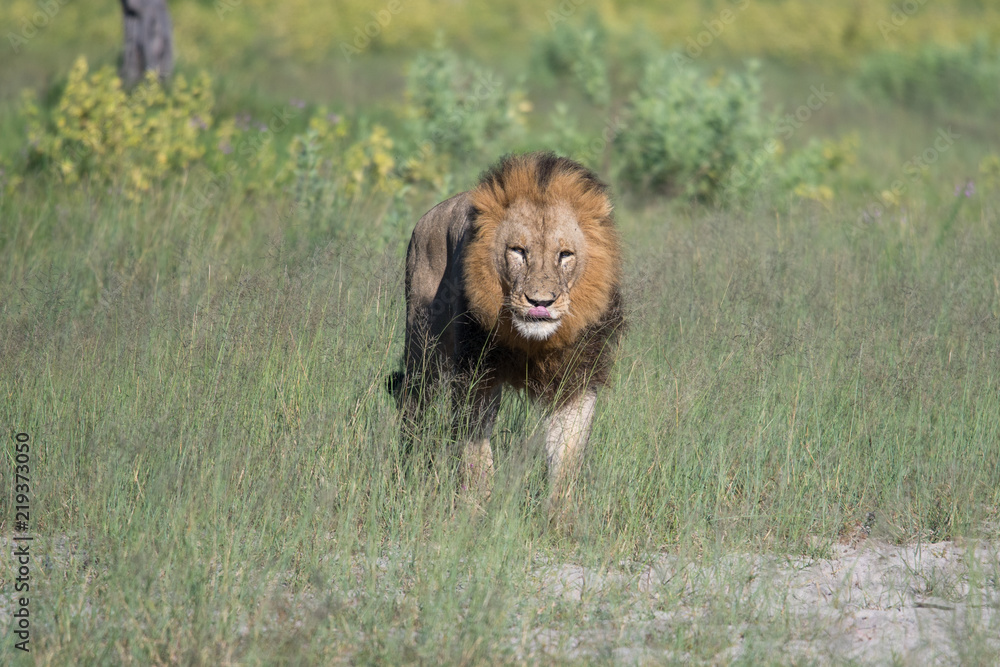Fototapeta premium Mighty Lion watching the lionesses who are ready for the hunt in Masai Mara, Kenya (Panthera leo)