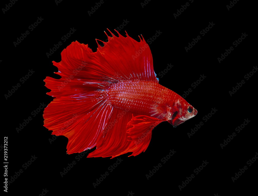 Fighting fish, red fish on a black background, color Siamese fighting fish. Fighting fish, red fish on a black background, color Siamese fighting fish.