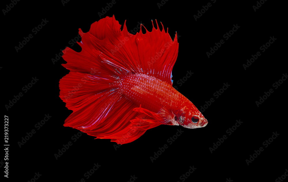 Fighting fish, red fish on a black background, color Siamese fighting fish. Fighting fish, red fish on a black background, color Siamese fighting fish.