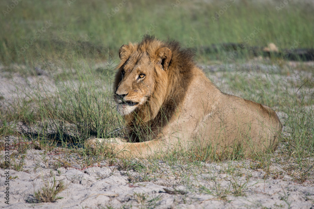 Mighty Lion watching the lionesses who are ready for the hunt in Masai Mara, Kenya (Panthera leo) Mighty Lion watching the lionesses who are ready for the hunt in Masai Mara, Kenya (Panthera leo)
