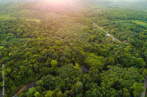 Green tree deep tropical rainforest look down aerial view from drone