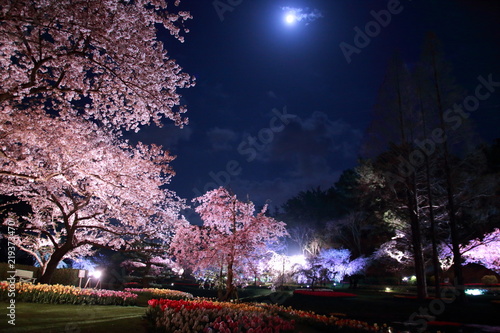 夜桜と満月と花畑とチューリップ