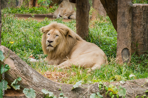 Fototapeta Naklejka Na Ścianę i Meble -  Big male lion lying on the grass and female lion sleep background