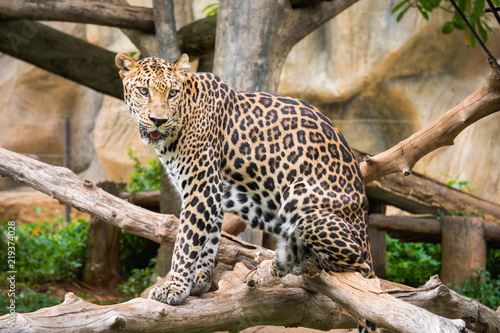 Fototapeta Naklejka Na Ścianę i Meble -  Leopard standing on the tree in zoo