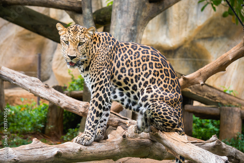 Fototapeta Naklejka Na Ścianę i Meble -  Leopard standing on the tree in zoo