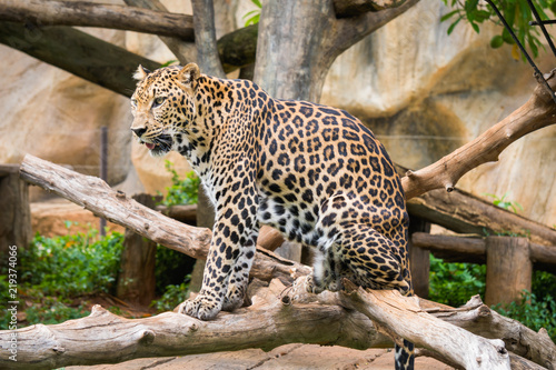 Fototapeta Naklejka Na Ścianę i Meble -  Leopard standing on the tree in zoo