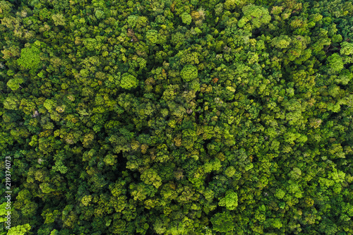 Green tree deep tropical rainforest look down aerial view from drone