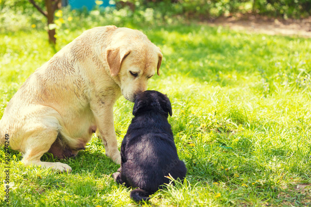 A mother dog and a small puppy. Labrador retriever dog and puppy sitting on the grass in the summer garden