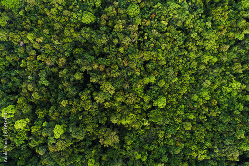Green tree deep tropical rainforest look down aerial view from drone © themorningglory