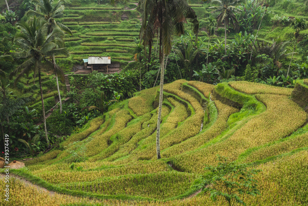 Tegalalang Ceking rice terraces in Ubud, Bali