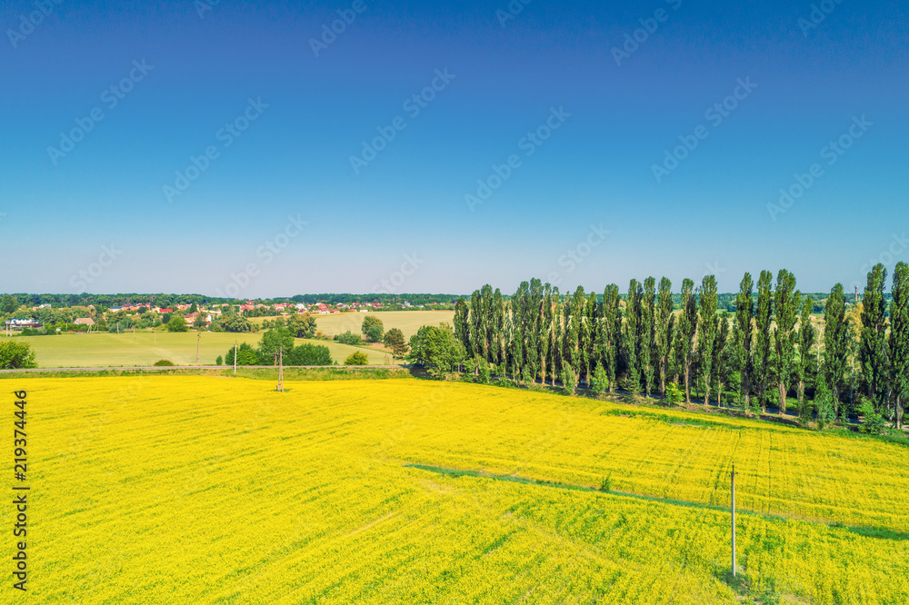 Aerial view of the countryside and sown yellow fields. The rural landscape on a sunny day