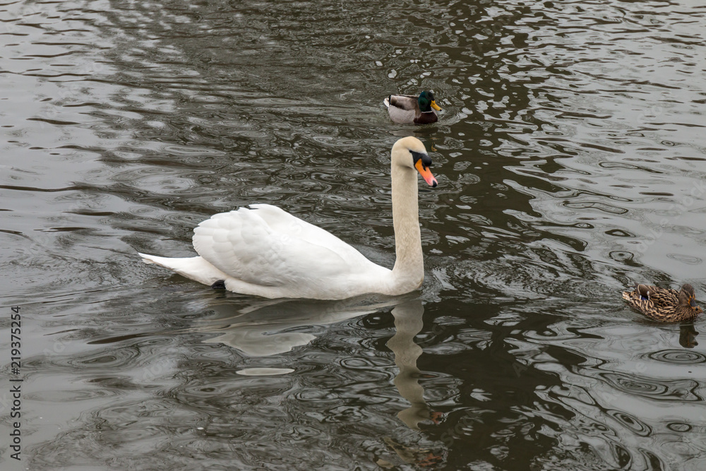 Naklejka premium Swan