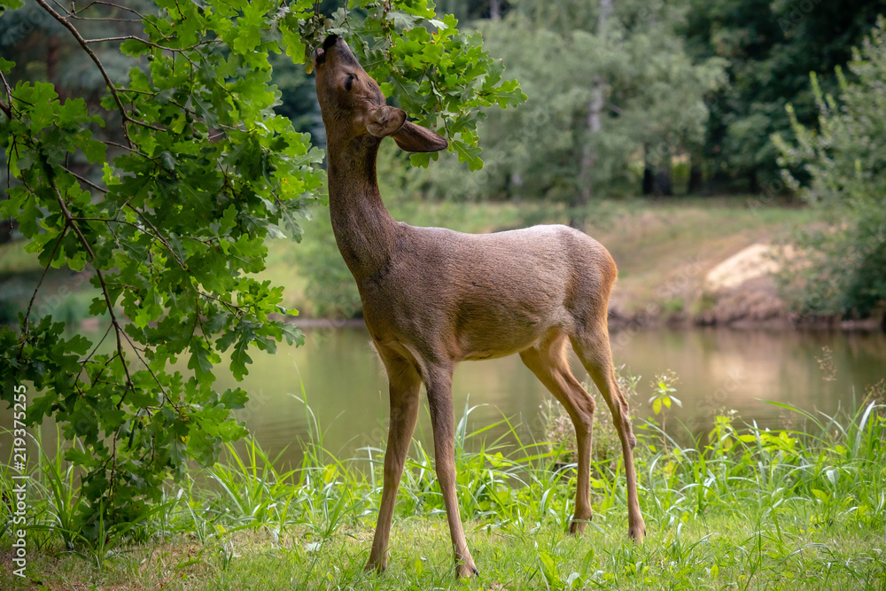 Obraz premium Roe deer eating acorns from the tree, Capreolus capreolus. Wild roe deer in nature.