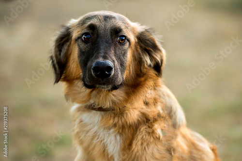 portrait of a mongrel dog © tan4ikk