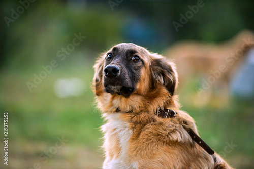 Fotografia portrait of a mongrel dog
