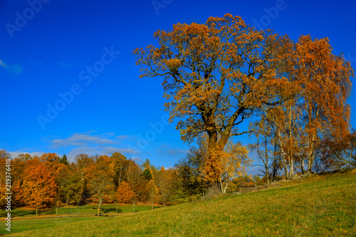 Fall landscape with fields of yellow grass and colorful leaves on the trees outside Stockholm