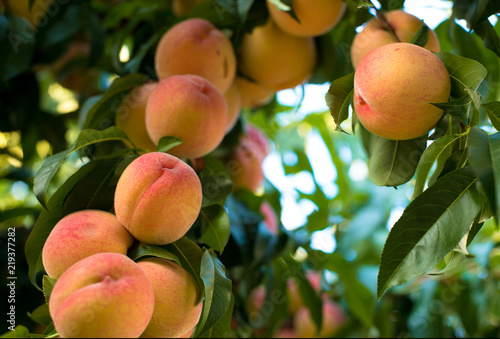 Ripe peaches on a tree in a fruit garden.
