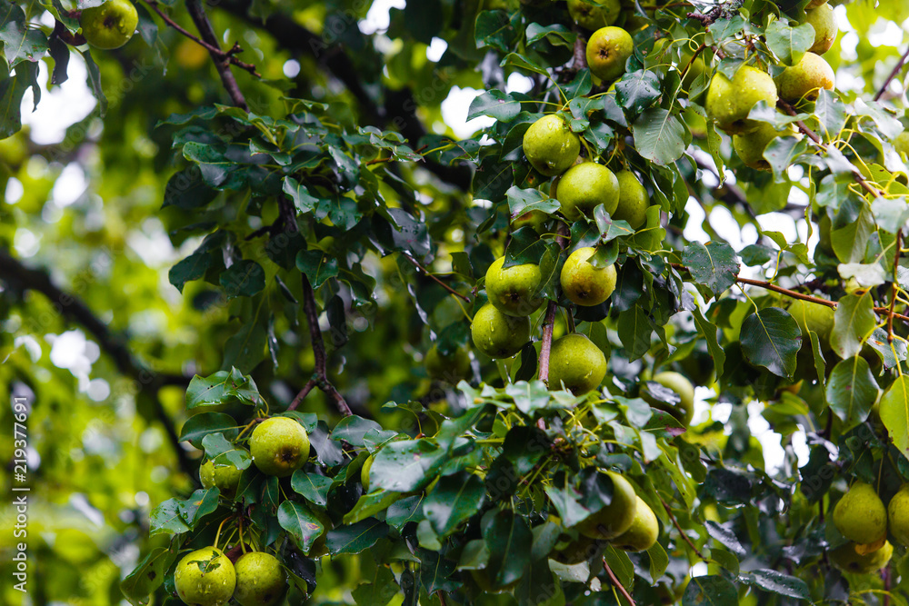 Ripe pears hanging on green tree in orchard Ripe pears hanging on green tree in orchard