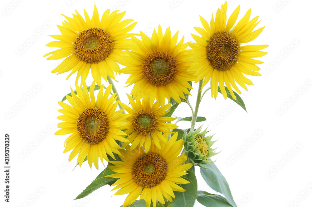 ひまわりの花束 ひまわりの花束