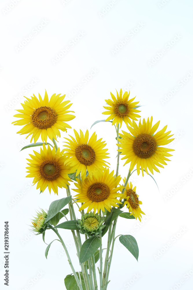 Fototapeta premium ひまわりの花束