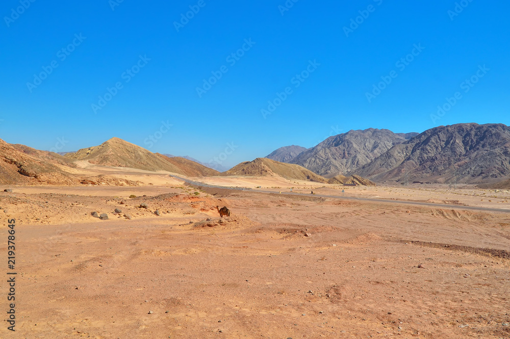desert-mountainous terrain, asphalt road with fences and road signs leaving in the distance, colorful sand and mountains of limestone and volcanic deposits, single-horned camel,Egypt. desert-mountainous terrain, asphalt road with fences and road signs leaving in the distance, colorful sand and mountains of limestone and volcanic deposits, single-horned camel,Egypt.