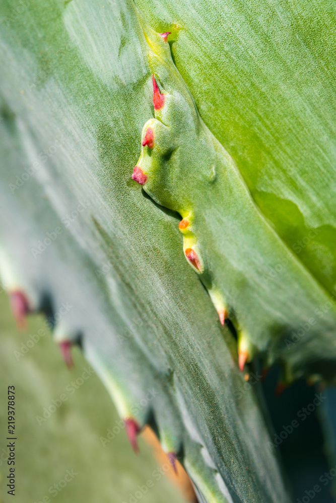 Obraz premium Succulent plant close-up, thorn and detail on leaves of Agave plant