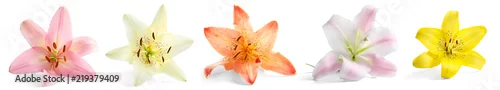 Panel kuchenny z motywem Set with beautiful lilies on white background