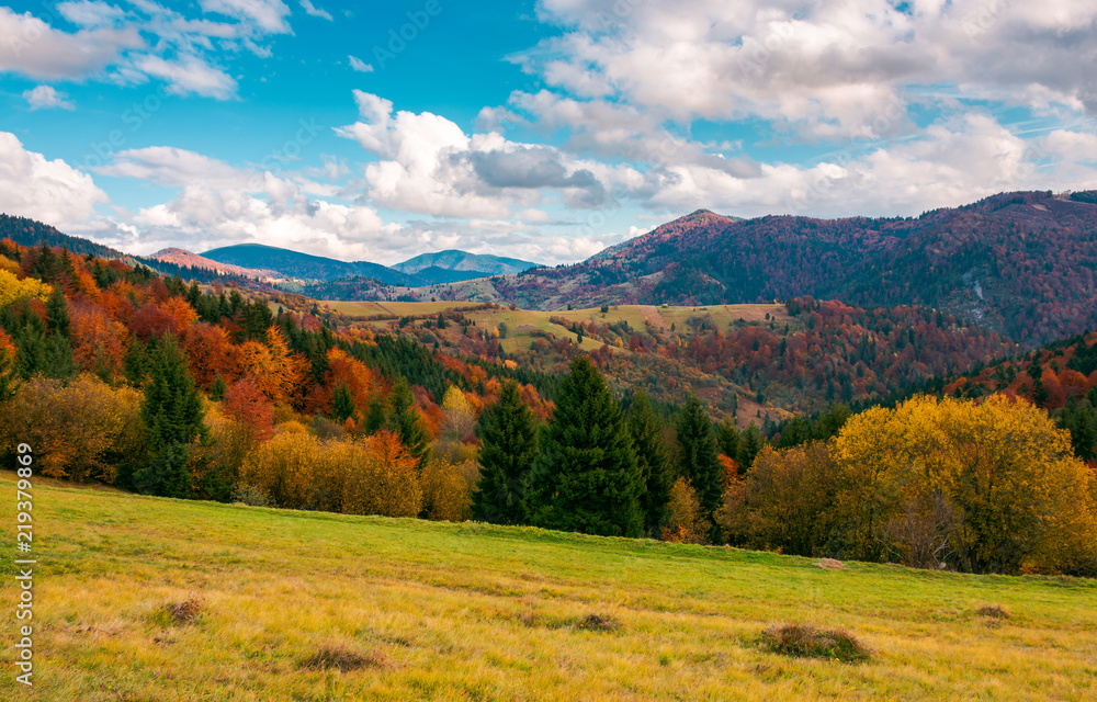 wonderful autumn scenery in mountains. beautiful countryside with forested hills and gorgeous afternoon sky with clouds