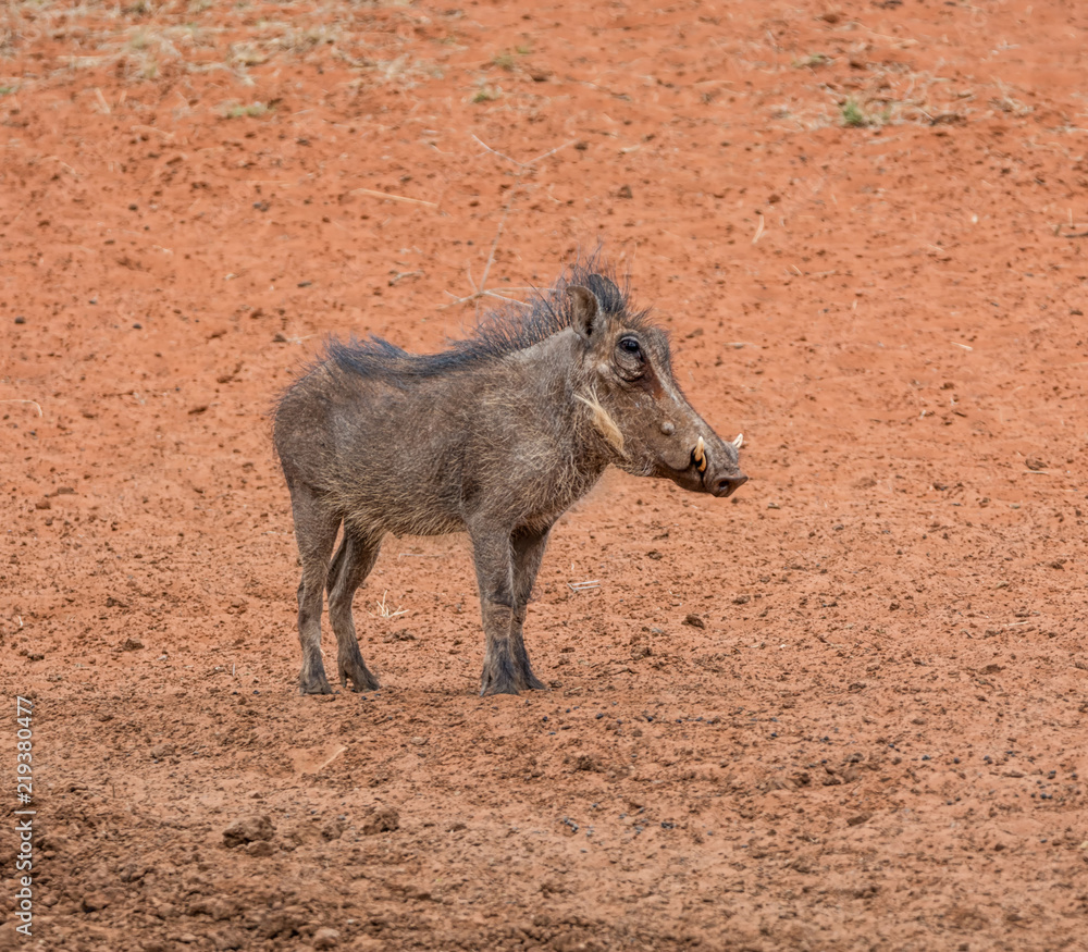 Fototapeta premium Warthog